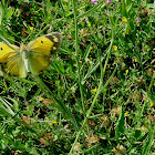 Clouded yellow (on the wing)