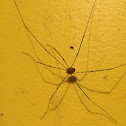 Cellar Spider