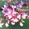 Eastern Redbud