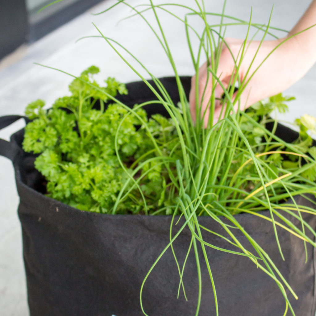 Parsley Gardenuity Container Garden 