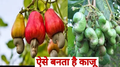 Cashew - Goa - 500 g