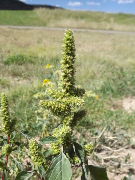 Redroot Pigweed