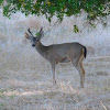 Black-tailed deer