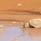 Namaqua Dove