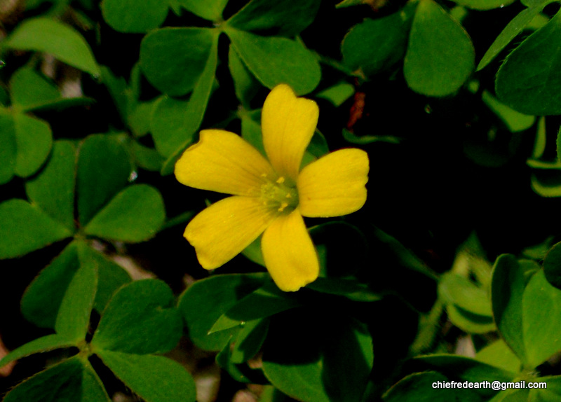 common yellow woodsorrel, yellow woodsorrel, common yellow oxalis