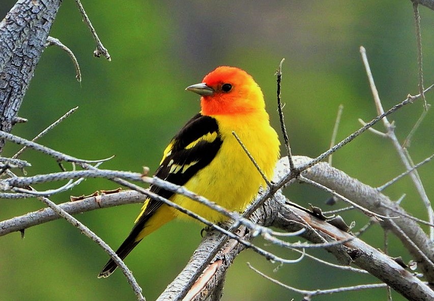 Western tanager (male)