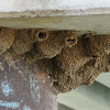 Fairy Martin (mud nests)