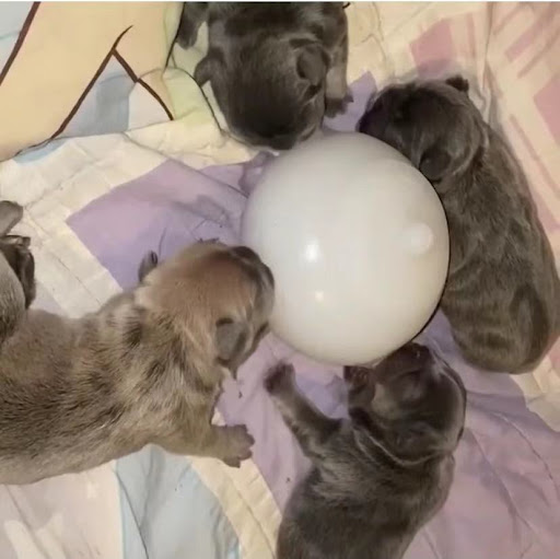 Title 2, Dog Bionic Automatic Feeding Bottle Bubble Milk...