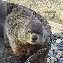 Woodchuck