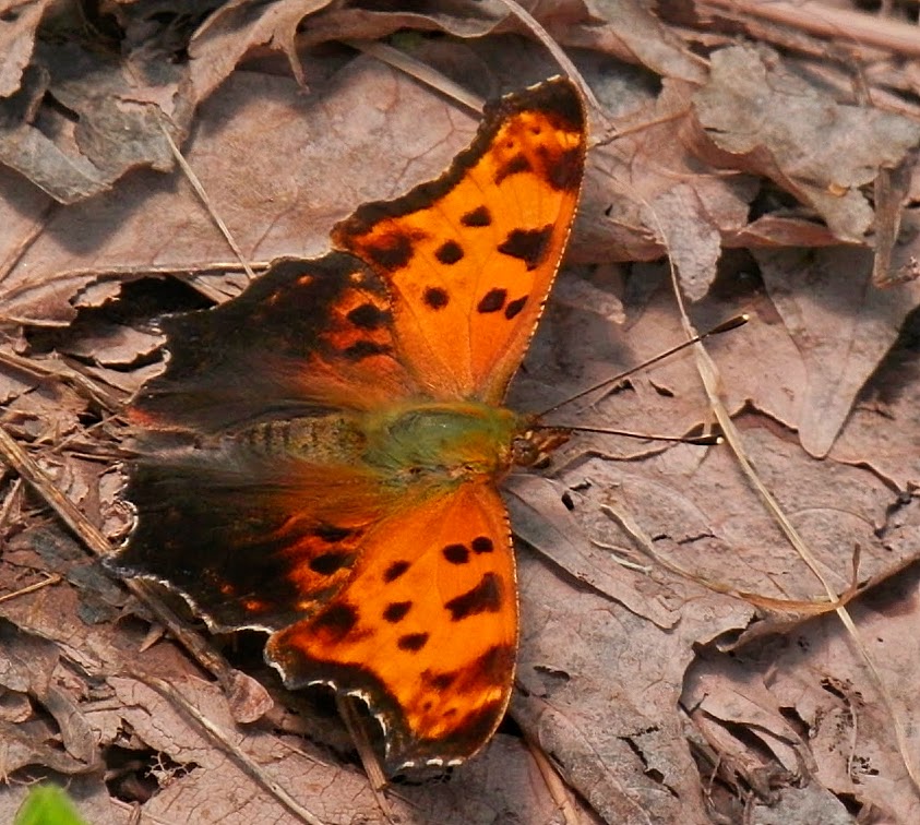 Eastern comma