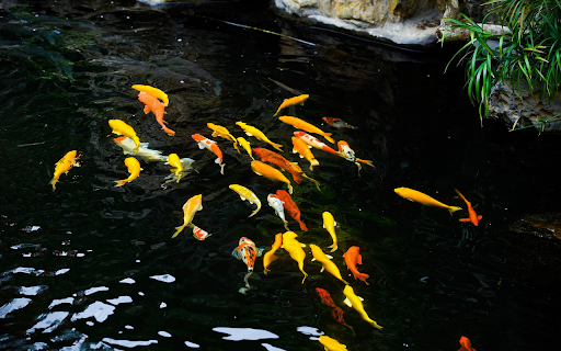 Koi fish pond