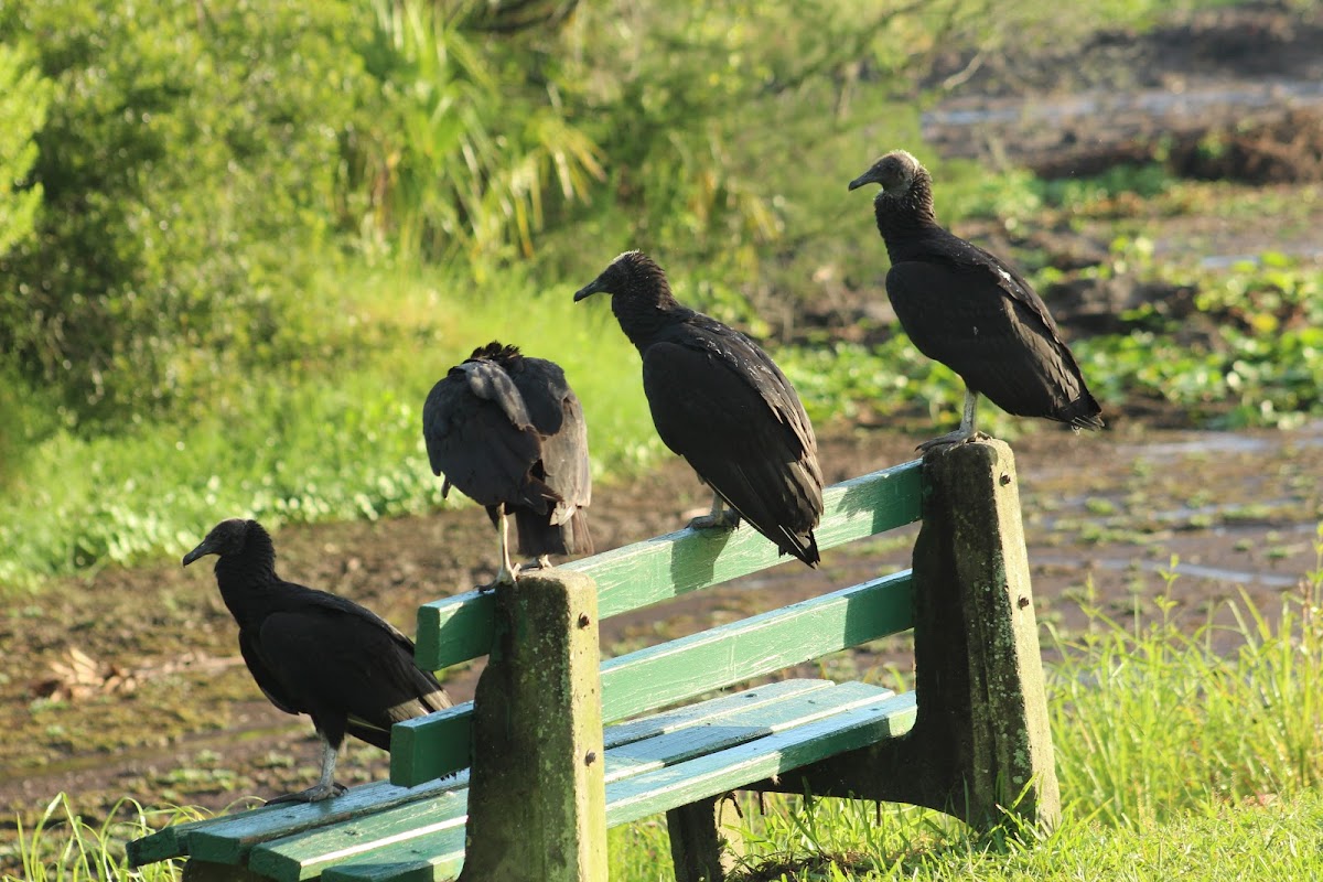 Black Vulture