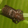 Semyra moth