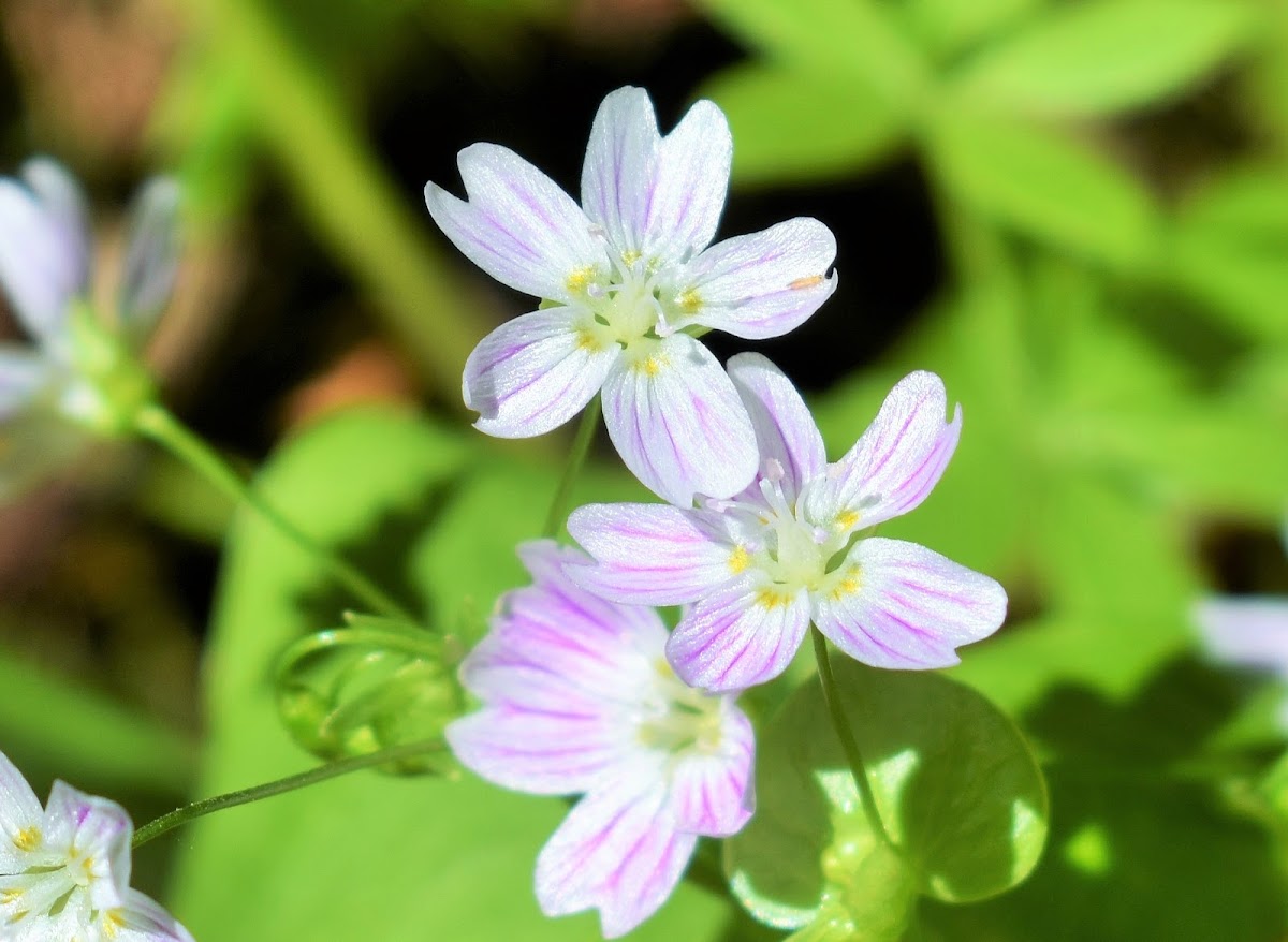 Siberian spring beauty