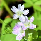 Siberian spring beauty