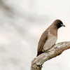 White-spectacled bulbul