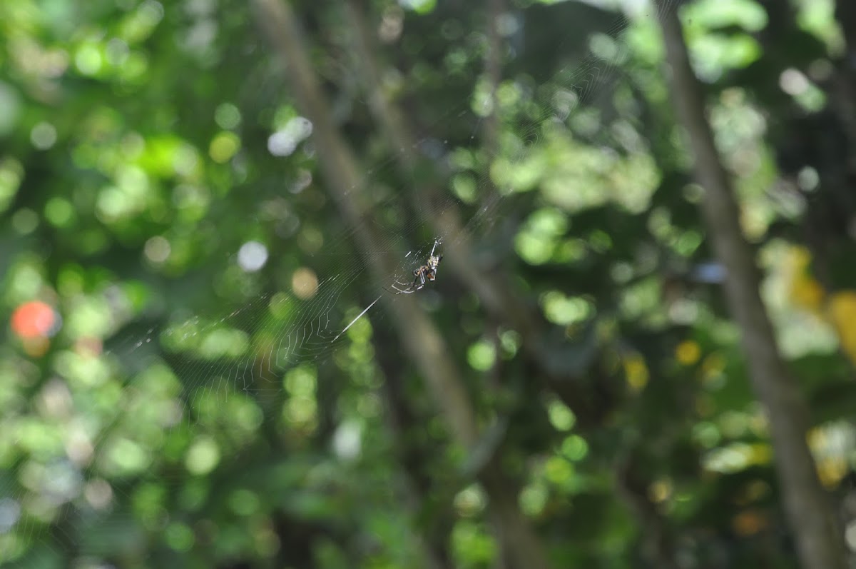 Spider