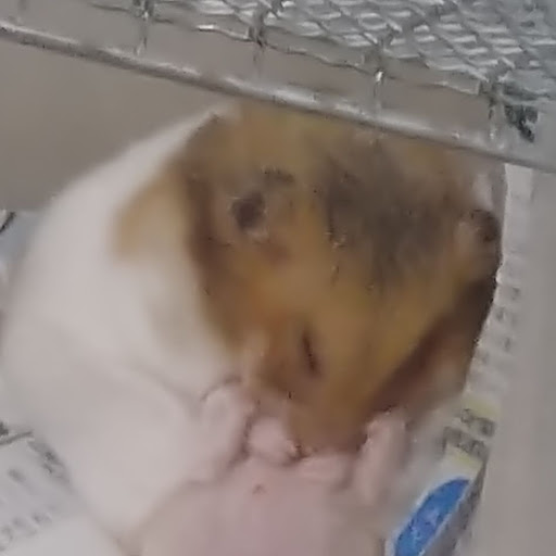 柚葉