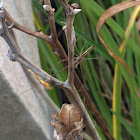 Long jawed orb weaver