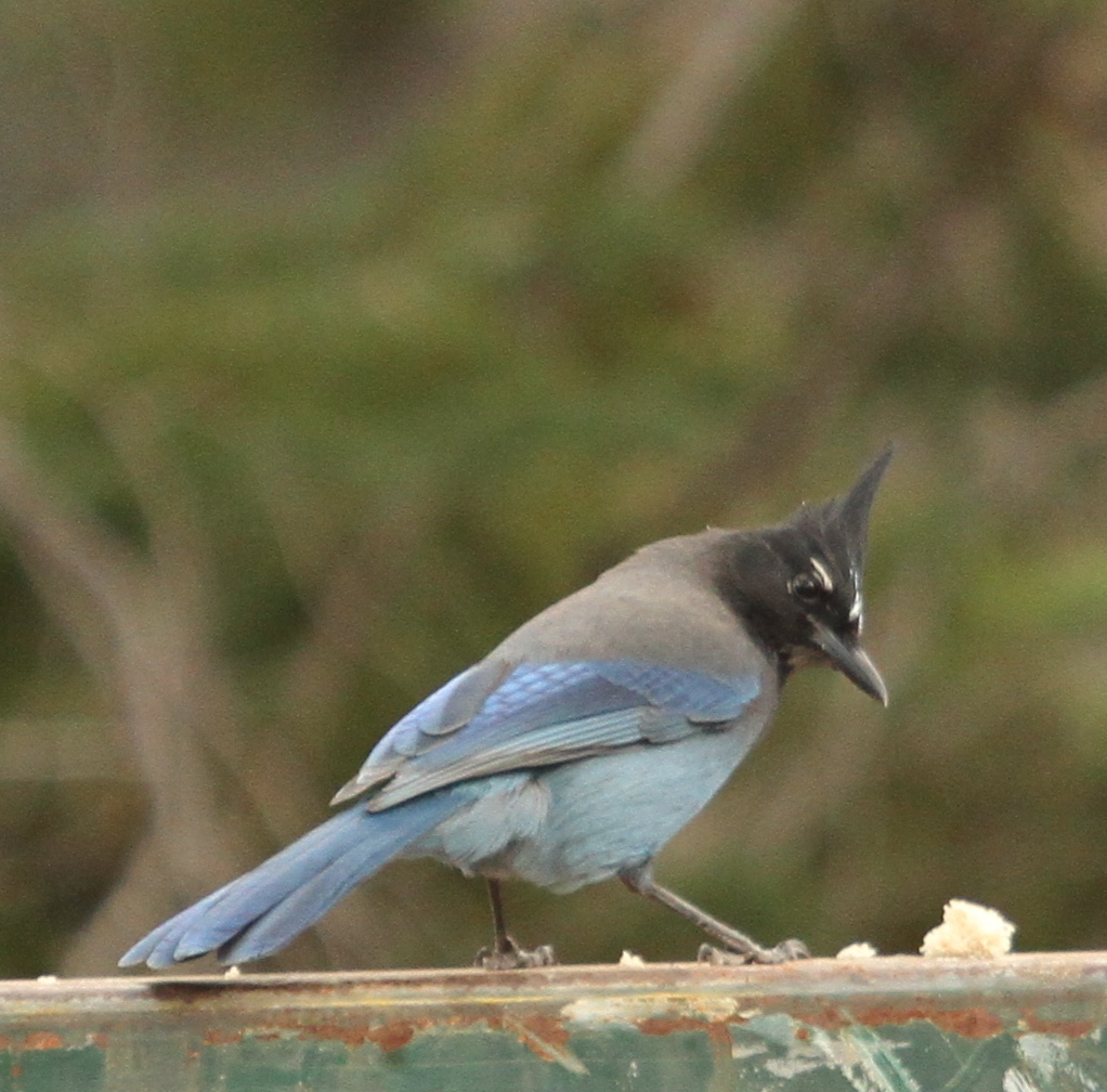 Stellers Jay