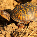 Eastern box turtle