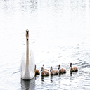 Swan and cygnets.