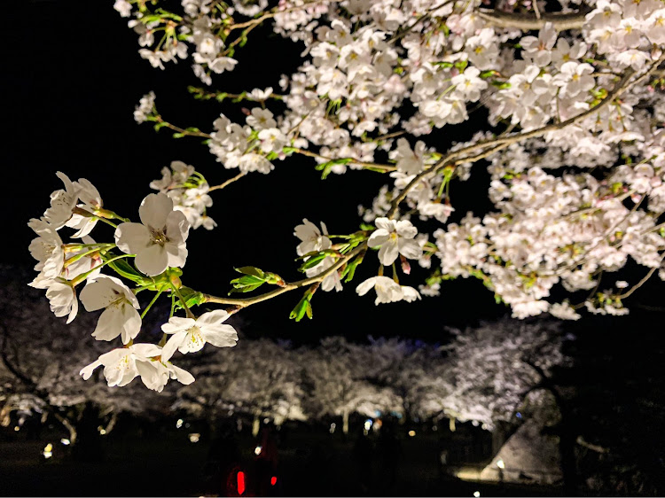 メガーヌ ハッチバックの満開の桜・満開？・会津大・鶴ヶ城と桜・NAGAに関するカスタム事例の投稿画像5枚目