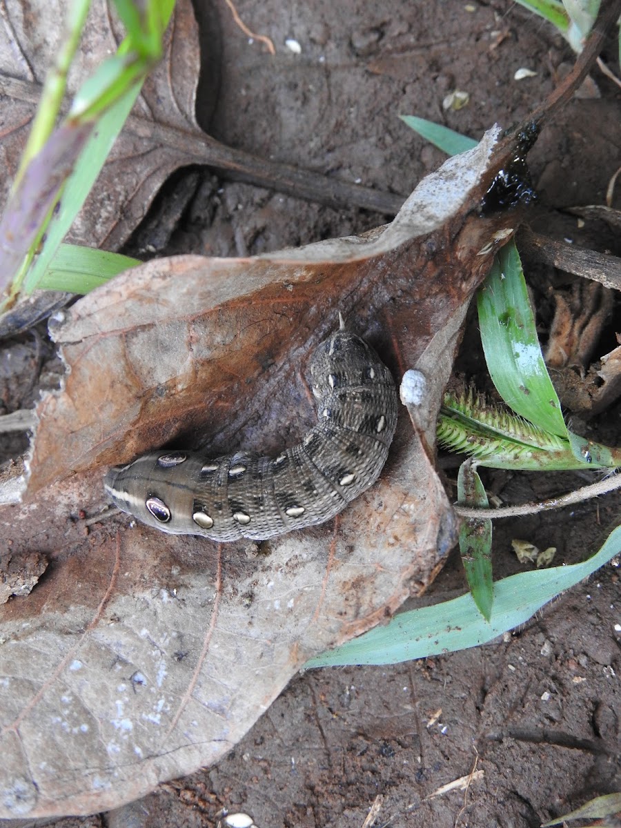 Elephant hawk moth ( Deilephila elpenor ).