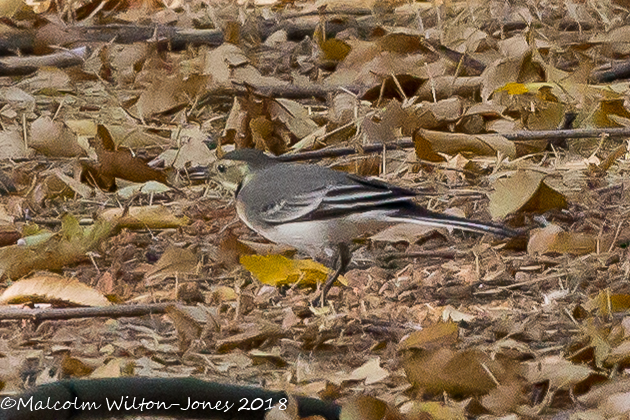 White Wagtail; Lavandera Blanca