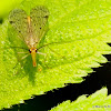 Scorpion fly