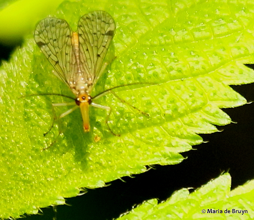 Scorpion fly