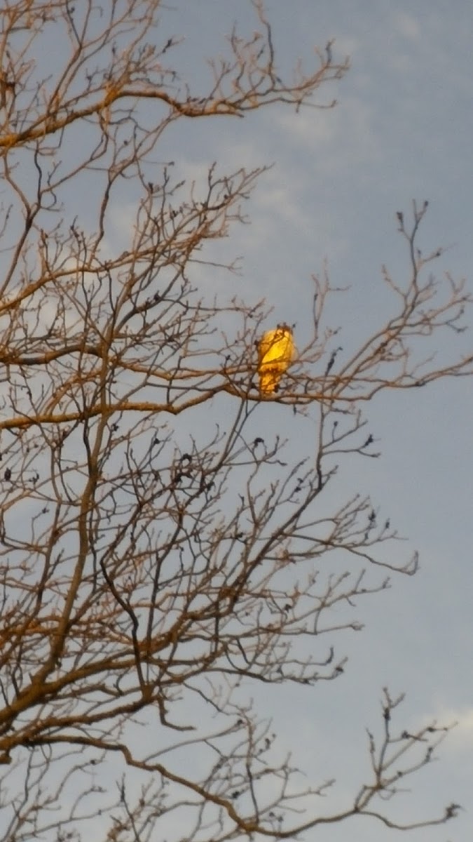 Red-Tailed Hawk