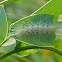 Virginian Tiger Moth Caterpillar