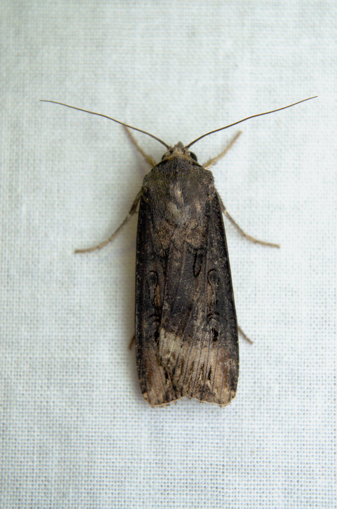 Ipsilon Dart Moth