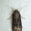 Ipsilon Dart Moth