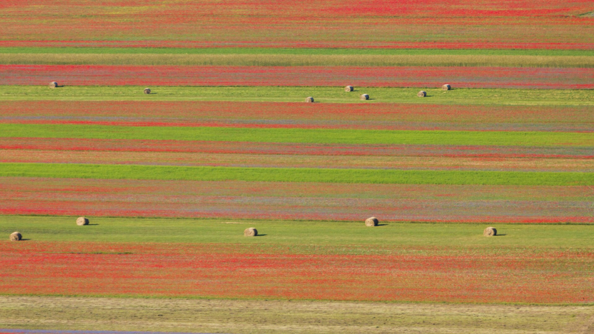 La fioritura di Castelluccio  di Aktarus