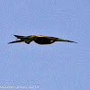 Bee-eater; Abejaruco