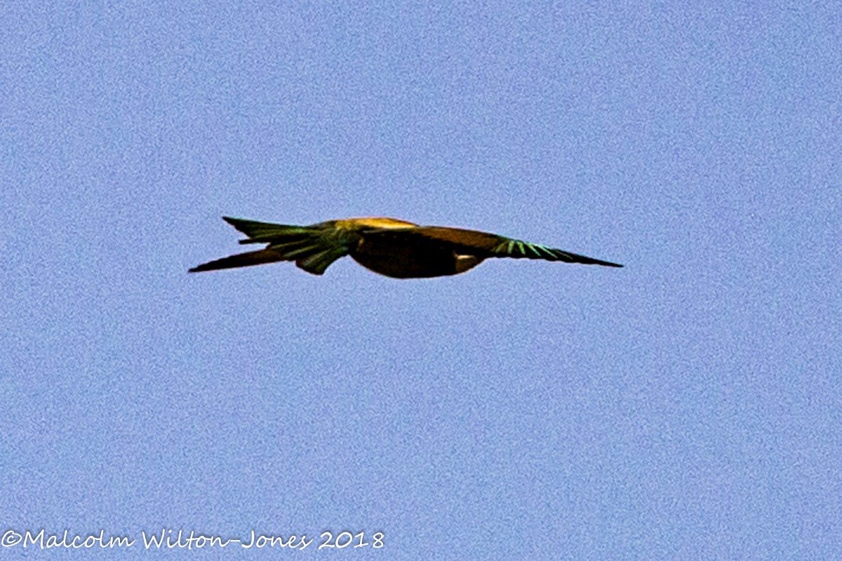 Bee-eater; Abejaruco