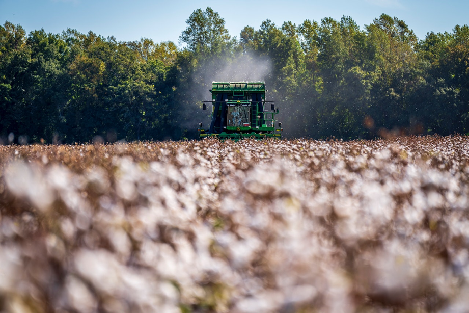 Controla las enfermedades del cultivo de algodón