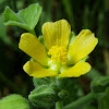 Velvetleaf