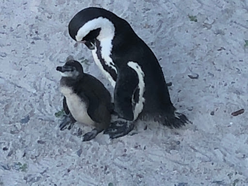 Penguins Cape Town South Africa 2018