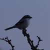 Loggerhead Shrike