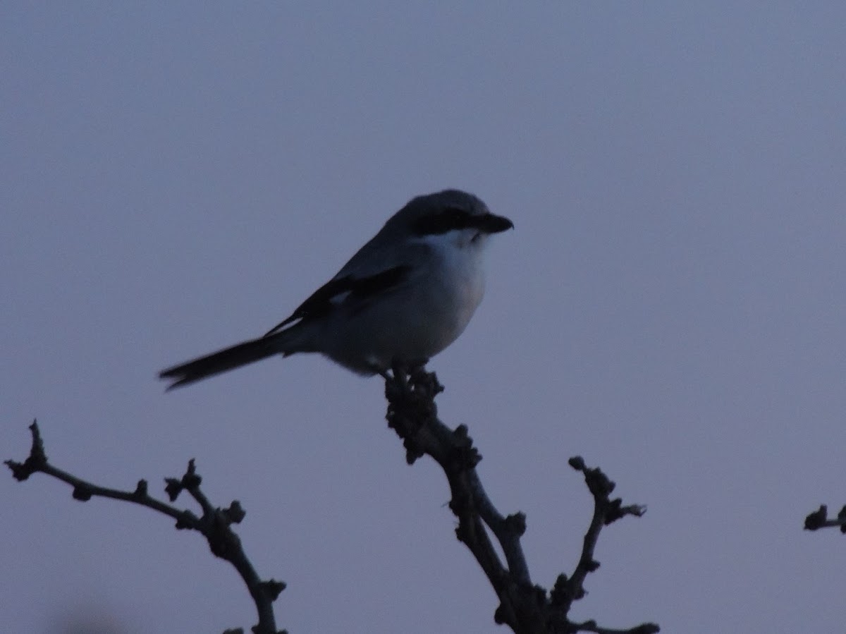 Loggerhead Shrike