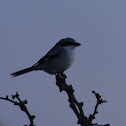 Loggerhead Shrike