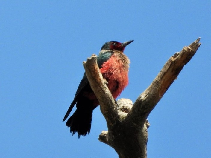 Lewis's woodpecker