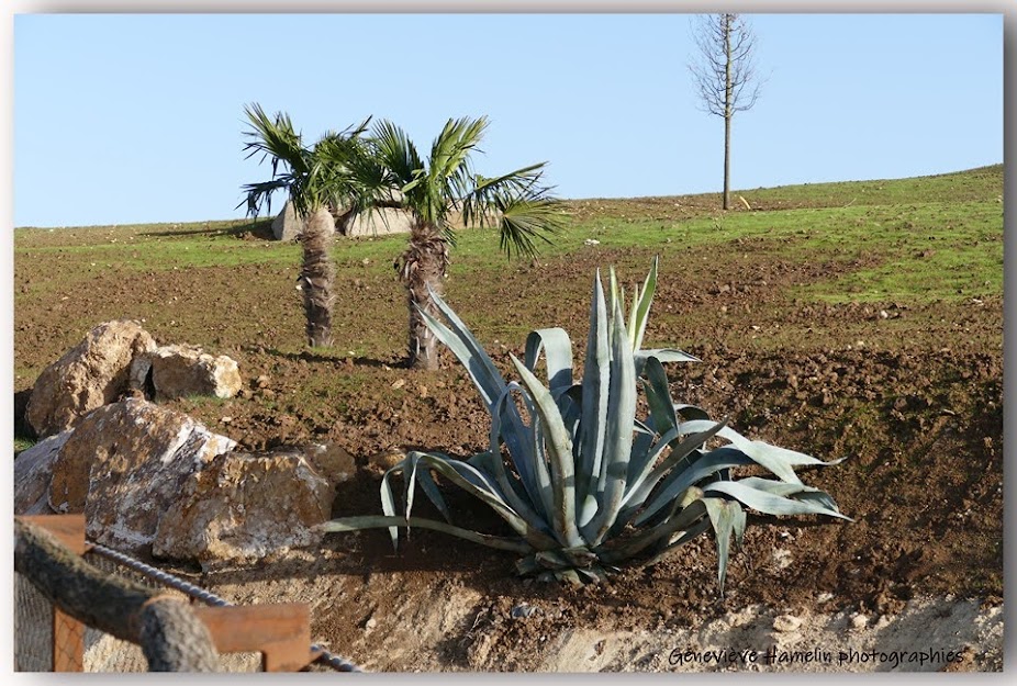 Exemple d'enclos moderne conçu pour le bien-être des guépards, au Bioparc de Doué la Fontaine - (c) Geneviève Hamelin, tous droits réservés