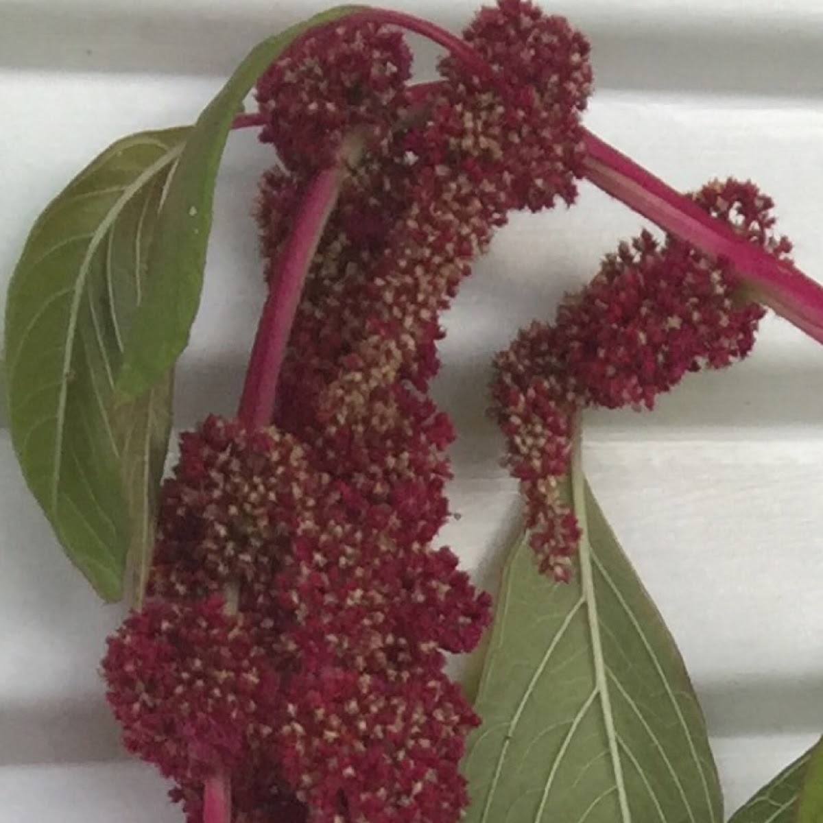 Amaranth