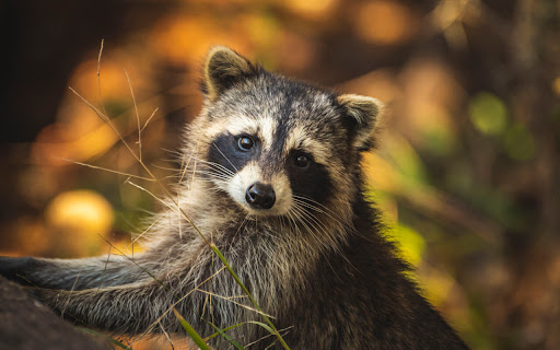 Curious Raccoon Explores a Sunlit Forest Path screenshot 2