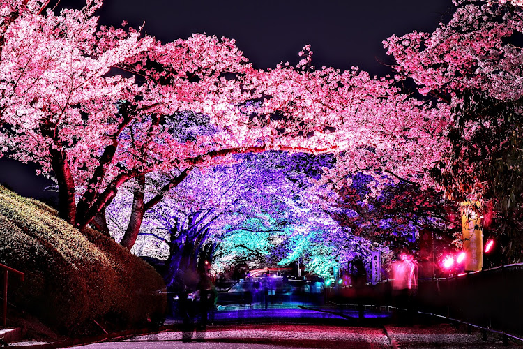 N-VANのN-VAN・夜桜・桜とコラボ・📷️・ライトアップに関するカスタム事例の投稿画像6枚目