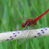 Scarlet dragonfly